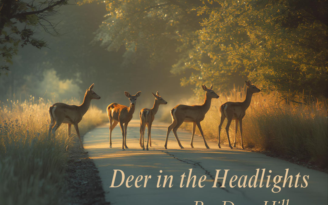 Deer in the Headlights